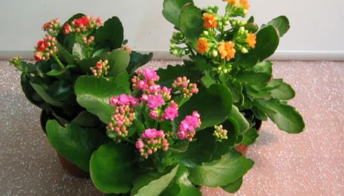 Уход за каланхоэ Блоссфельда в домашних условиях. Как ухаживать за каланхоэ Блоссфельда