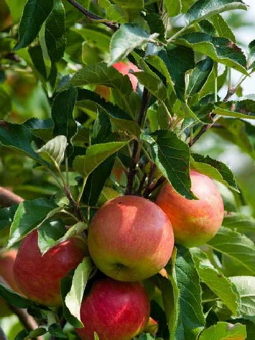 Культурные растения Плодовые. Плодовые культуры — это увлекательно