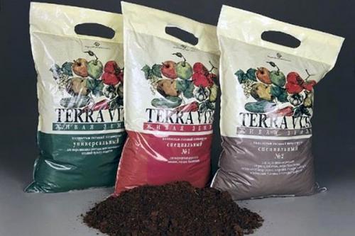 Как сохранить калибрахоа зимой дома. Особенности выращивания в домашних условиях