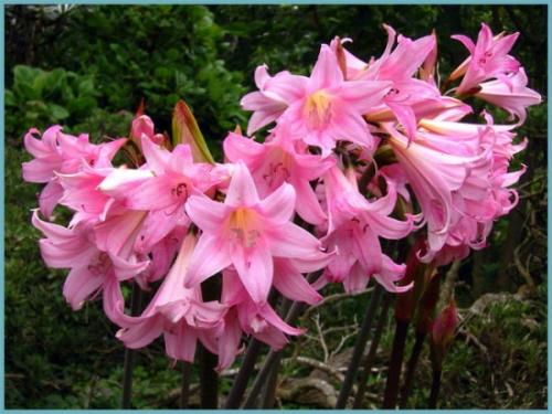 Когда цветут садовые амариллисы. Амариллис садовый многолетний: посадка, выращивание и уход