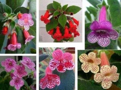 Комнатные растения. Комнатные цветы — иллюстрированные названия популярных разновидностей