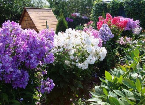 Когда и как сажать флоксы из семян. Выращивание многолетних флоксов из семян