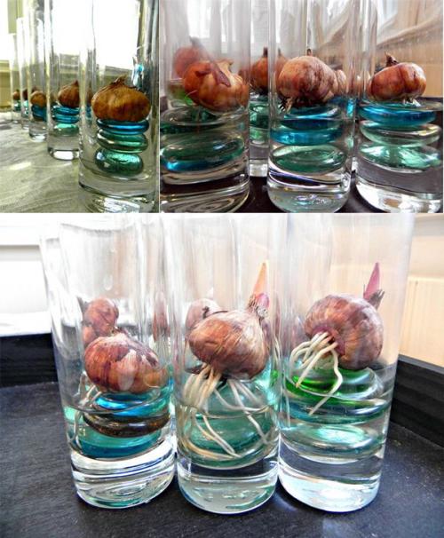 Как вырастить цветы в вазе. Как вырастить луковичные цветы в домашних условиях