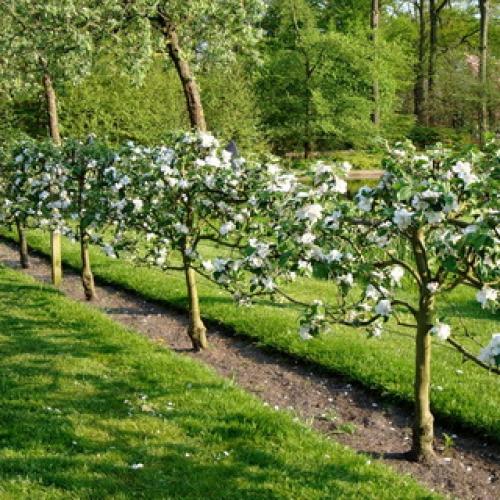 Как правильно сажать живую изгородь: правила, технология и схема посадки