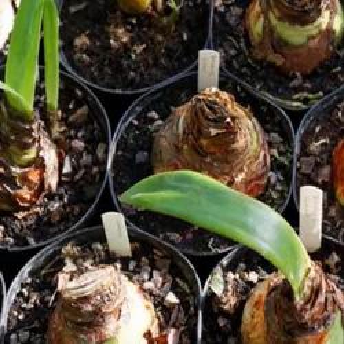 Когда цветет детка амариллиса. Амариллис уход в домашних условиях