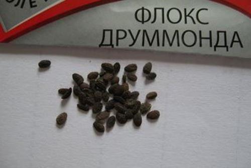 Флокс друммонда микс выращивание из семян когда сажать. Флокс Друммонда: выращивание из семян, когда сажать