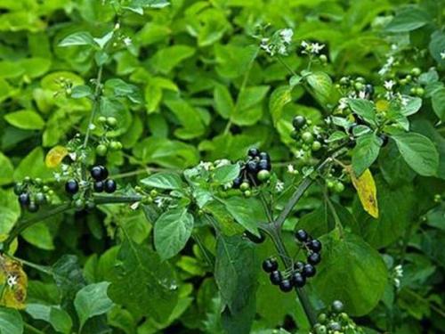 Санберри с медом. Ягодка мала, а польза велика