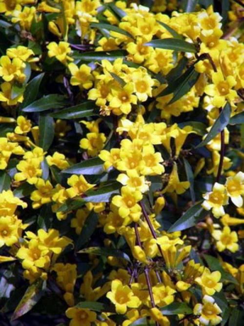 Желтые цветы похожие на одуванчики цветут в августе 2016