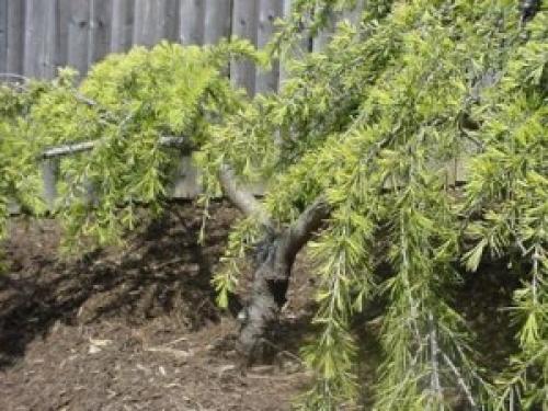 Кедр когда пересаживать. Пересадка кедра