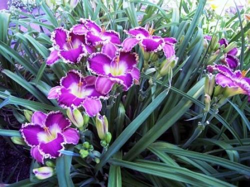 Как посадить лилейники осенью. Осенняя посадка лилейников и подготовка к зиме