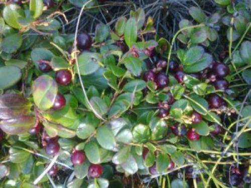 Что делают люди осенью в доме саду и огороде. Что делают люди осенью.