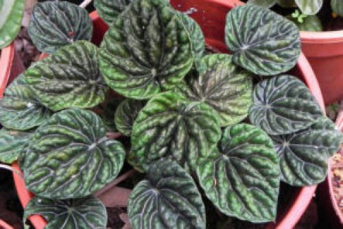 Декоративно-лиственные комнатные растения уход. Архив по категории: Декоративно-лиственные