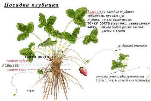 Клубника растет на кусте. Выращивание клубники на грядках