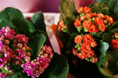 Каланхоэ Блоссфельда каландива микс уход в домашних условиях. Как ухаживать за каланхоэ каландива в домашних условиях