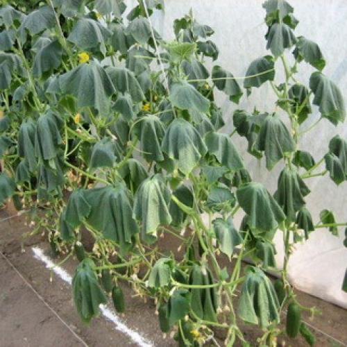 Культурное растение огурец. Растение огурец: основные биологические особенности