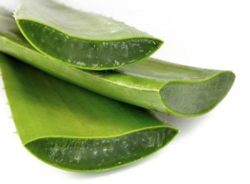 Алоэ древовидное. Описание