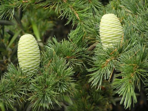 Как пересадить взрослый кедр на другое место. Совет 1: Как пересадить кедр