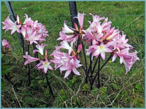 Когда цветут садовые амариллисы. Амариллис садовый многолетний: посадка, выращивание и уход