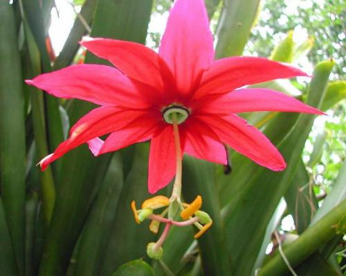 Что такое банановая пассифлора. Виды страстоцвета