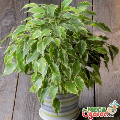 Как спасти фикус Бенджамина сохнут и опадают листья, что делать. Что делать, если фикус Бенджамина сбросил все листья?