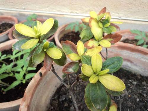 Почему желтеют нижние листья у рододендронов. Желтеют листья у рододендрона — основные причины и способы лечения