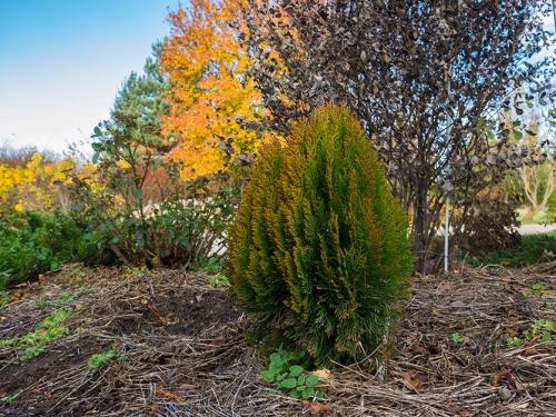 На туе много шишек, что с ними делать можно. Что делать с шишками на туе?