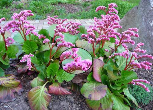 Что посадить рядом с баданом. Посадка рассады бадана в открытый грунт