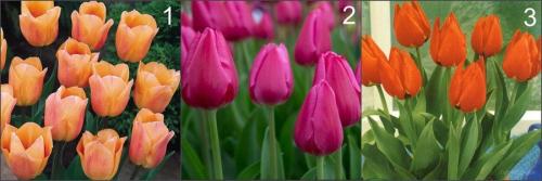 Тюльпаны на выгонку в домашних условиях. Выгонка тюльпанов