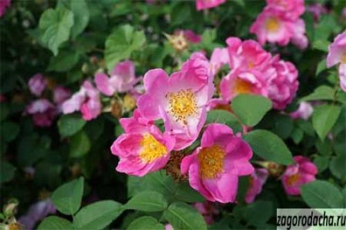 Цветок дикая роза. Дикая роза (шиповник) — выращивание в саду