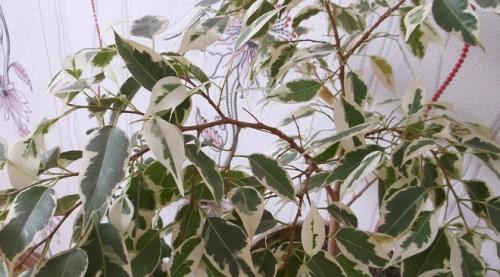 Почему не растет фикус каучуконосный в домашних условиях. Почему перестал расти фикус?