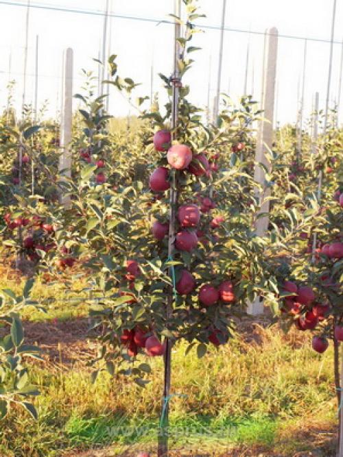 Культурные растения Плодовые. Плодовые культуры — это увлекательно