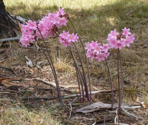 Когда цветут садовые амариллисы. Амариллис садовый многолетний: посадка, выращивание и уход