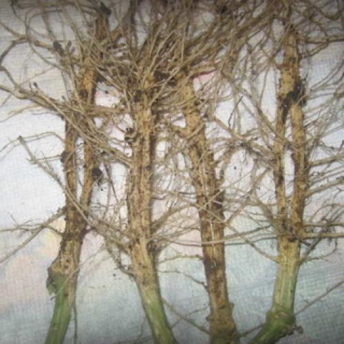 Культурное растение огурец. Растение огурец: основные биологические особенности