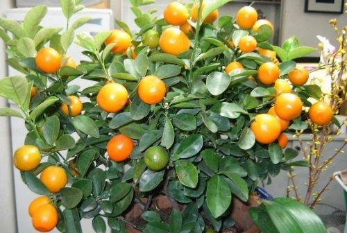 Домашние цитрусовые растения уход. Описание