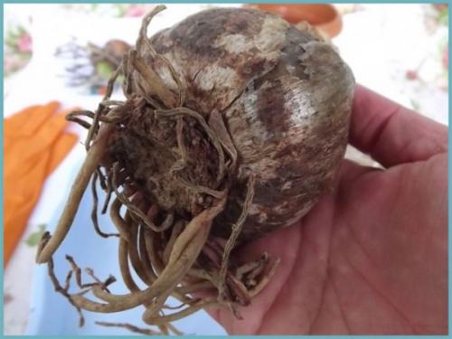 Когда цветут садовые амариллисы. Амариллис садовый многолетний: посадка, выращивание и уход