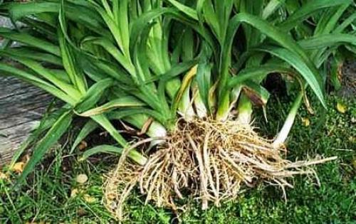 Как посадить лилейники осенью. Осенняя посадка лилейников и подготовка к зиме