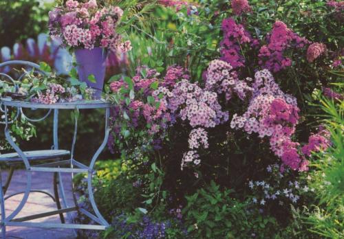 Флоксы сорта. Виды и вариации Флоксов