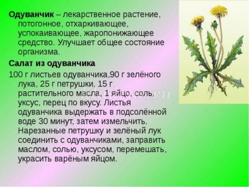 Беседа, что такое лекарственные растения цель. Беседа с детьми подготовительной группы о лекарственных растениях