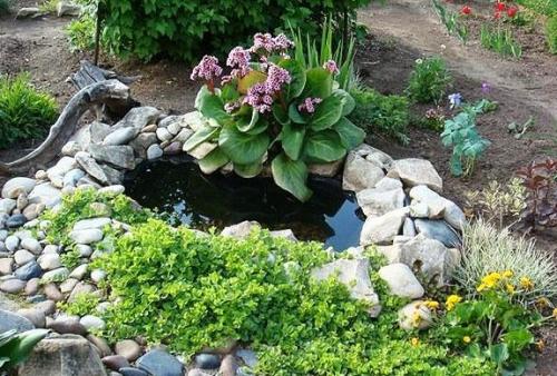 С чем сочетается бадан. С какими растениями посадить бадан