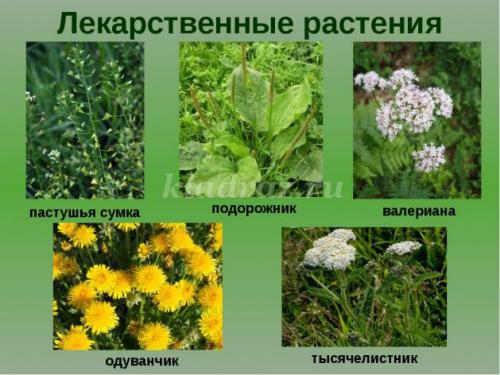 Беседа, что такое лекарственные растения цель. Беседа с детьми подготовительной группы о лекарственных растениях