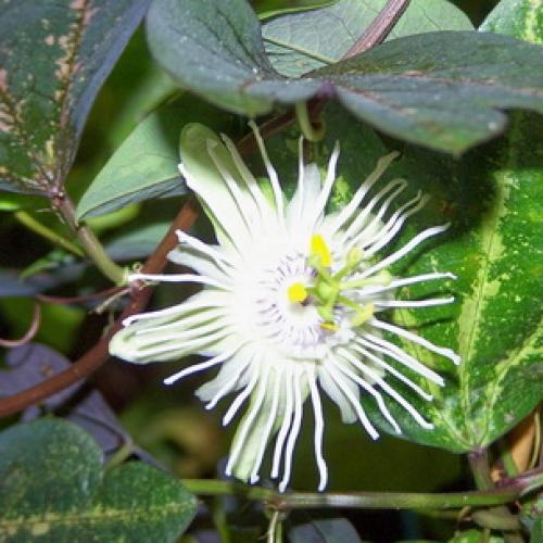 Что такое пассифлора красно белая. Растение пассифлора (страстоцвет): фото и описание
