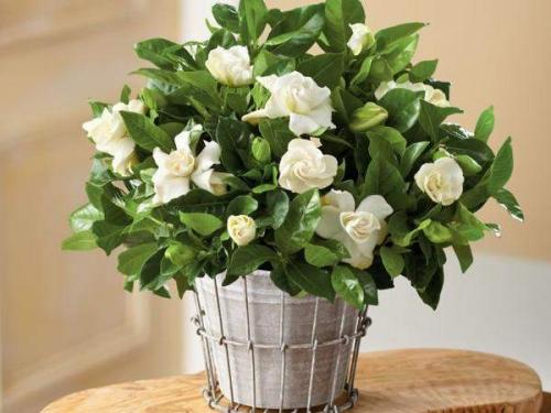 Удобрения для цитрусовых комнатных растений. Янтарная кислота