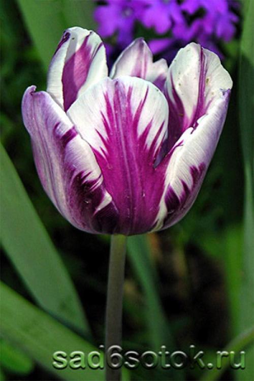 Поздние махровые тюльпаны. Триумф