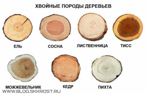 Как узнать, что за дерево. Определение породы древесины