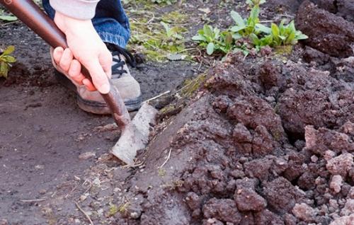 Как и когда рассаживать флоксы и когда. Когда пересаживать флоксы лучше всего