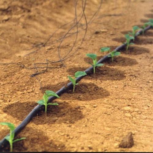 Культурное растение огурец. Растение огурец: основные биологические особенности