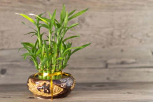 Декоративно лиственное комнатное растение. Архив по категории: Декоративно-лиственные