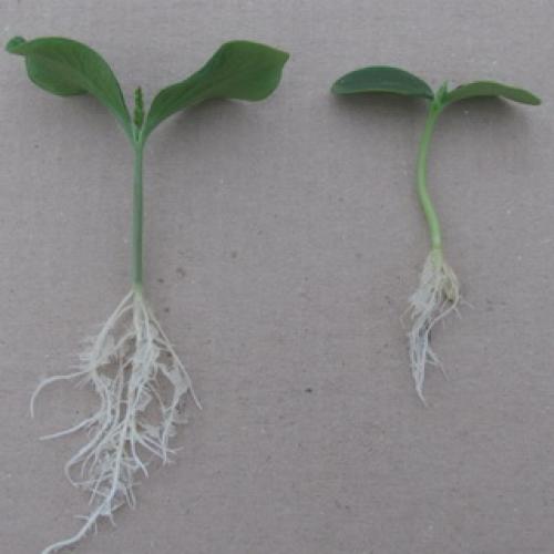 Культурное растение огурец. Растение огурец: основные биологические особенности