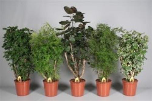 Декоративно лиственное комнатное растение. Архив по категории: Декоративно-лиственные