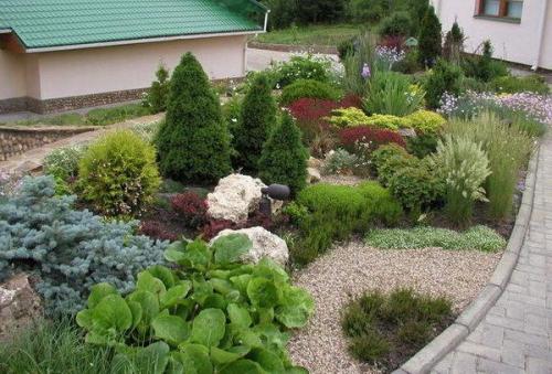 С чем сочетается бадан. С какими растениями посадить бадан